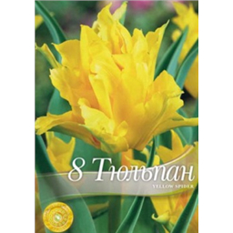 Тюльпан Йеллоу спайдер