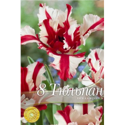 Тюльпан Эстела Ринженвелд