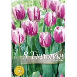 Тюльпан Флейминг флаг