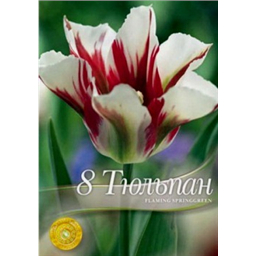 Тюльпан Флейминг принцесс грин