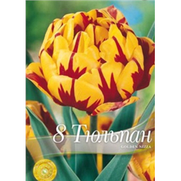 Тюльпан Голден Ницца