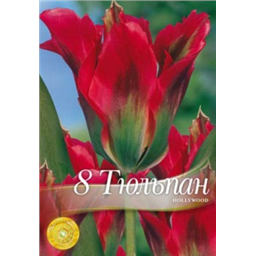 Тюльпан Голливуд