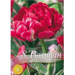 Тюльпан Интернал флэйм