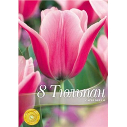 Тюльпан Капри дрим