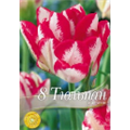 Тюльпан Картуш