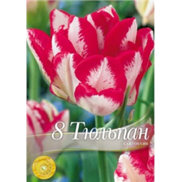 Тюльпан Картуш
