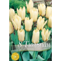 Тюльпан Консерто