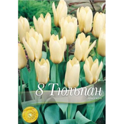 Тюльпан Консерто