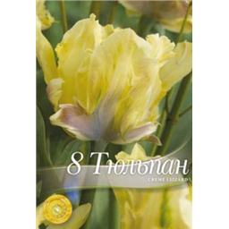 Тюльпан Крем Лиззард