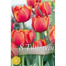 Тюльпан Квинсдай