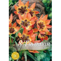 Тюльпан Лилит Принцесс