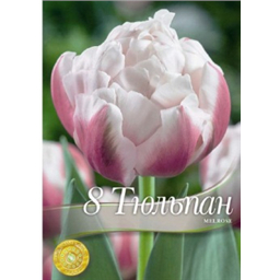 Тюльпан Мелроуз