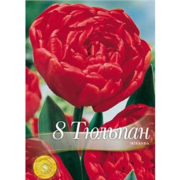 Тюльпан Миранда