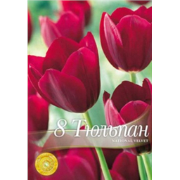 Тюльпан Нашионал Велвет