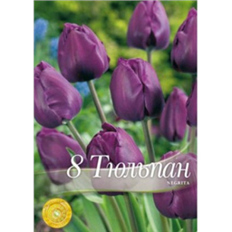 Тюльпан Негрита