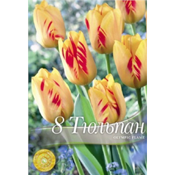 Тюльпан Олимпик Флейм