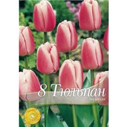 Тюльпан Олиолис