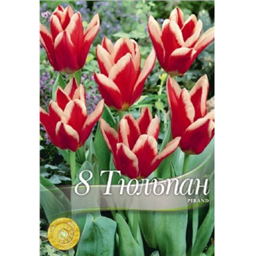 Тюльпан Пиранд