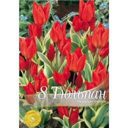 Тюльпан Прастайнс Уникум