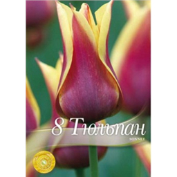 Тюльпан Сонет