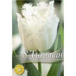 Тюльпан Сван Вингс