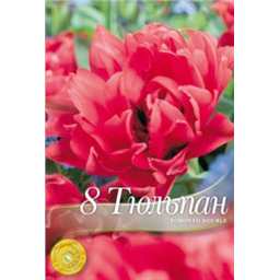 Тюльпан Торонто дабл