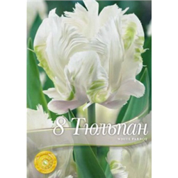 Тюльпан Уайт Пэррот