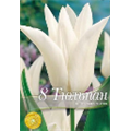 Тюльпан Вайт триумфатор