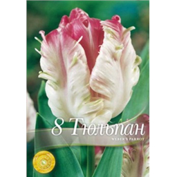 Тюльпан Вебер Пэррот