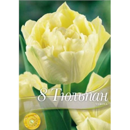 Тюльпан Верона