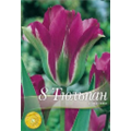 Тюльпан Виолет Берд