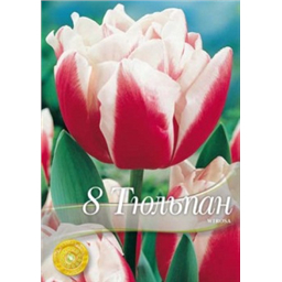 Тюльпан Вироза