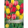 Тюльпаны Дарвиновы гибриды смесь