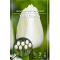 Тюльпан Простой Ранний Уайт Принц
