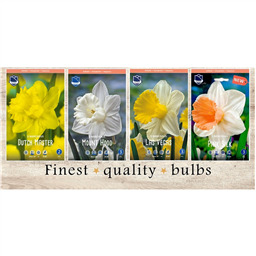 VAN-215 Нарциссы Крупноцветковые (4x50шт.)12-14