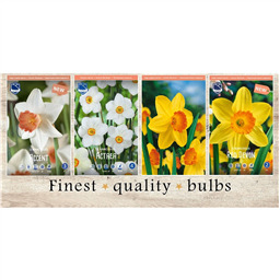 VAN-225 Нарциссы Крупноцветковые (4x50шт.)12-14