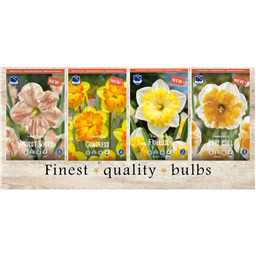 VAN-235 Нарциссы Орхидейные(4x50шт.)12-14