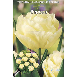 Тюльпан Махровый Ранний Верона