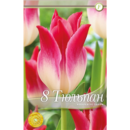 Висперинг Дрим