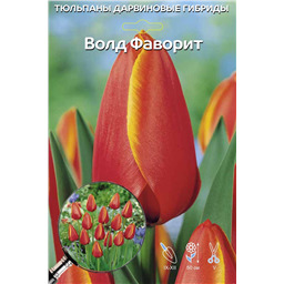 Тюльпан Дарвинов гибрид Волд Фаворит