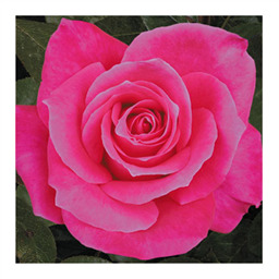 Джакаранда