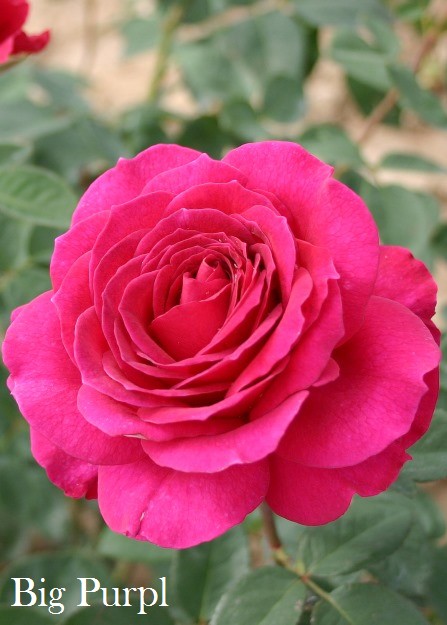 http://avista08.ru/files/sitedata/Catalog/bd958701-34f4-4c9d-84a2-cc217a002801.jpg